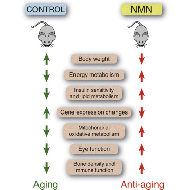 NMN supplements and aging