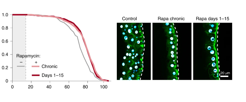 rapamycin treatment