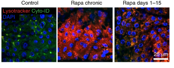 short-term rapamycin treatment health benefits