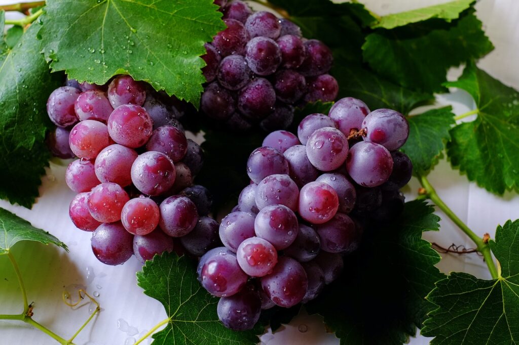 resveratrol can be found in grapes, berries, peanut